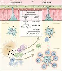 Asthma Pathophysiology3 Medical School Studying Immunology Asthma