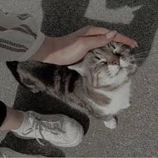 Tatli Kedi 2020 Cute Kittens Sevimli Hayvan Yavrulari Kediler Ve Yavrulari