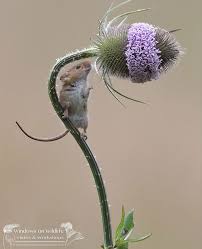 35 Adorable Photos Of Harvest Mice Living Their Tiny Lives By Dean Mason Cute Animals Nature Animals Animals