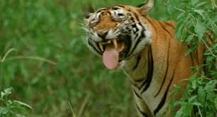 Hey Tiger Gif Hey Tiger Yawn Discover Share Gifs Animal Gifs Funny Animals Funny Animal Videos