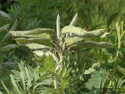 Image result for Tephrosia lurida