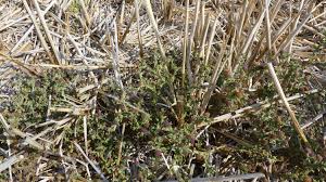 Image result for Sphaeranthus peduncularis