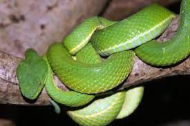 Basic facts about bamboo pit viper: Bothriechis Lateralis Wikipedia