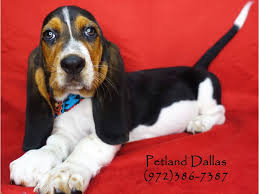 Here at basset hounds of texas, we believe there are three main ingredients in producing a companion that will be with you for many years i have been a hound daddy before. Basset Hound Puppies Petland Dallas Tx
