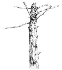 See more ideas about tree drawing, tree drawing simple, tree. How To Draw A Realistic Tree Easy Guide Skillshare Blog