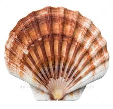Isolated Brown Scallops Shell By Mrdoomits Isolated Brown And White Scallops Shell On A White Background Affiliate Scall Shell Animals Scallop Shells Shells