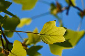 Maybe you would like to learn more about one of these? Tulip Pohon Daun Hijau Foto Gratis Di Pixabay