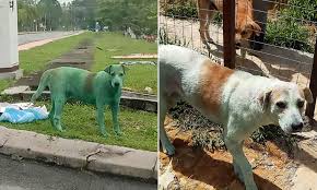 Meet the independent animal rescuers подробнее. He Dyed Like A Dog Stray Pooch Manages To Turn His Fur Green By Rolling Around In Coloured Powder Daily Mail Online