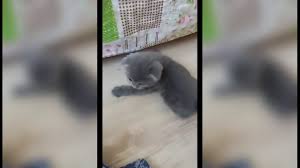 Kediler Neden Aglar Kediniz Aglarsa Ne Yapmalisiniz Kedilikler