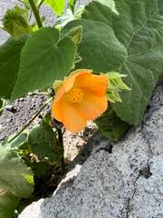 Image result for Abutilon sonneratianum