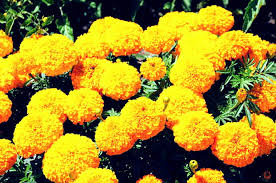 Ada sekitar 56 spesies marigold yang ditemukan di dunia. Gambar Bunga Sempurna Harian Nusantara