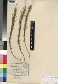 Image result for Melolobium