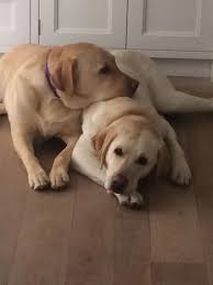Labrador Retriever Intelligent And Fun Loving Labrador Retriever Retriever Labrador Dog