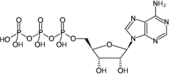 Олимпийские игры tokyo / atp finals / 0 $. Atp Solid Ntp Solids Jena Bioscience