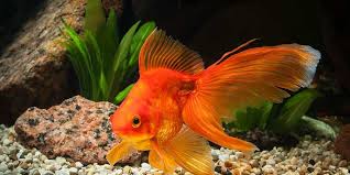 Oleh karena itu, untuk mempermudah. Deretan Jenis Ikan Hias Air Tawar Kecil Mungil Buat Akuarium Enak Dipandang Mata