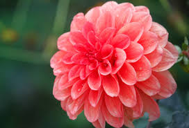 23 de imagini care ne aduc toamna in suflet. Flori De Toamna Pentru Gradina