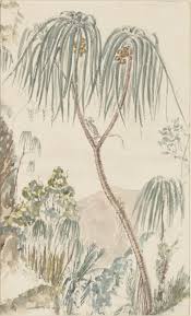 Image result for Pandanus chiliocarpus