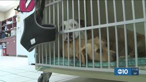 Maybe you would like to learn more about one of these? Stockton Vet Hospital Officials Aren T Doing Enough For Dogs Rented For Sex Abc10 Com