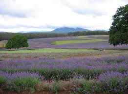 Clairmont lavender farm has updated their hours, takeout & delivery options. Lavender Farm List 50 States Of Lavender Farms Find Lavender Farm