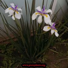 Image result for Dietes grandiflora