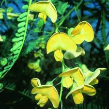 Image result for Sesbania macrantha