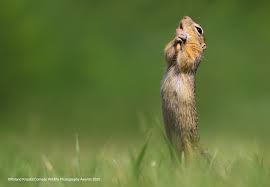 Check spelling or type a new query. To Mark The 2021 Comedy Wildlife Photography Awards Check Out These Amazingly Meme Orable Animals And Their Silly Antics