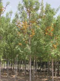 Image result for Grevillea robusta