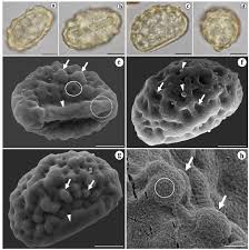 Image result for Blotiella natalensis