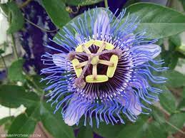 5 Benefits Of Passionflower How To Use It Passion Flower Benefits Passion Flower Healing Flowers