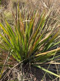 Image result for Alloteropsis