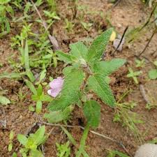 Image result for Ceratotheca sesamoides