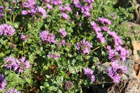 Image result for Polystachya villosa