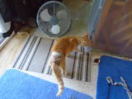 Stud Pants Work With Pictures Thecatsite