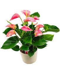 Sono specializzata nella vendita di fiori dalle tinte e dal profumo inconfondibile. Scegli La Pianta Di Anthurium Rosa Per Una Nascita Compleanno O Per Ringraziamento