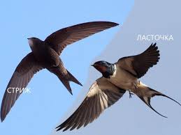 Результат пошуку зображень за запитом "стриж"