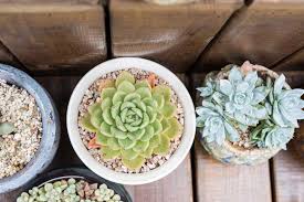 This succulent fertilizer comes concentrated, so you would need to read the directions carefully to just like a tea bag, you can use this twice, though the second time around, you need to let it steep for when you are planning to fertilize your succulents, there is one thing that you should keep in. Types Of Succulent Fertilizers And How To Fertilize Succulents Properly Puffy Carrot