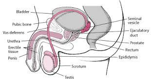 Structure Of The Male Reproductive System Mens Health