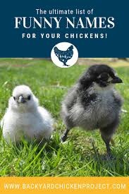 This article has listed over 100 cute, clever and funny chicken coop names (backyard chicken coop names). 100 Funny Chicken Names