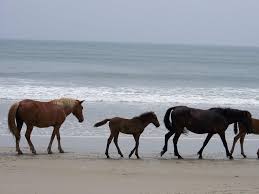 Corolla wild horse fund, corolla, north carolina. 12 Facts About The Corolla Wild Horses Atlantic Realty Outer Banks