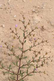 Image result for Fagonia sinaica