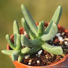 Image result for Hereroa