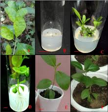 Image result for Clerodendrum lutambense