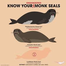 Know Your Monk Seals Endangered Animals Animal Conservation Fun Facts About Animals