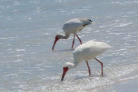 Sanibel Island Florida Bird Pic Sanibel Island Florida Sanibel Island Sanibel