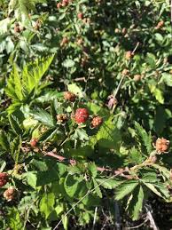 Image result for Rubus pinnatus