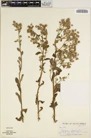 Image result for Blumea axillaris