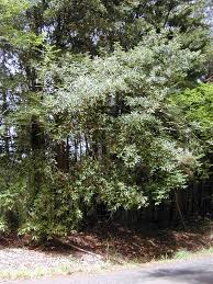 Image result for Syncarpia glomulifera