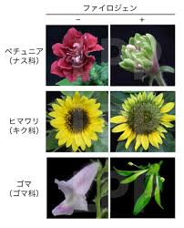 １つの病原性因子があらゆる植物種の花形成因子を分解する 葉化病発症メカニズムは植物に共通であることを解明
