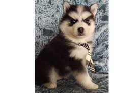 Wanting to adopt your new pomsky puppy during the holiday break? Beautiful F2 Male Pomsky Puppy For Sale Vanderbijlpark Pomsky Puppies Dog Breeders Gallery