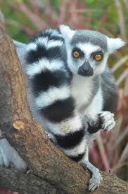 He is the founder and captain of the increasingly infamous and powerful straw hat pirates, as well as one of its top fighters.24 his lifelong dream is to become the. Maki Catta Lemur Madagaskar Kostenloses Foto Auf Pixabay